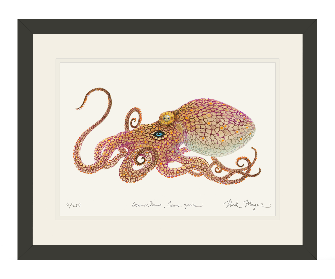 California Two Spot Octopus Print - Best Seller