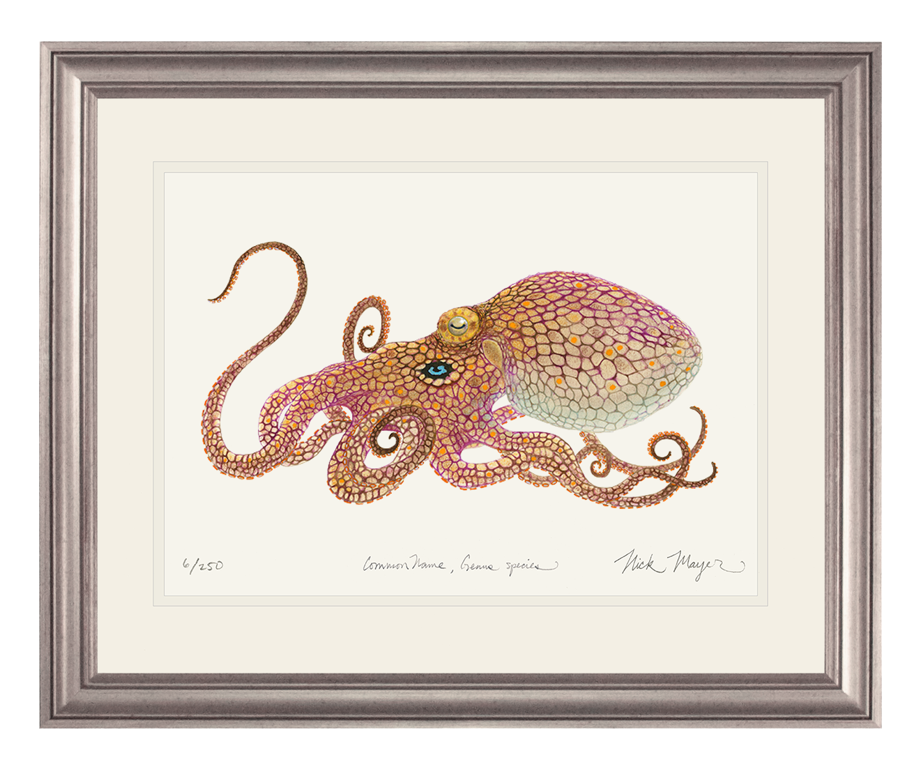 California Two Spot Octopus Limited Edition Print - Best Seller