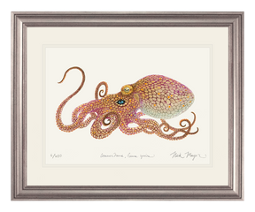 California Two Spot Octopus Print - Best Seller