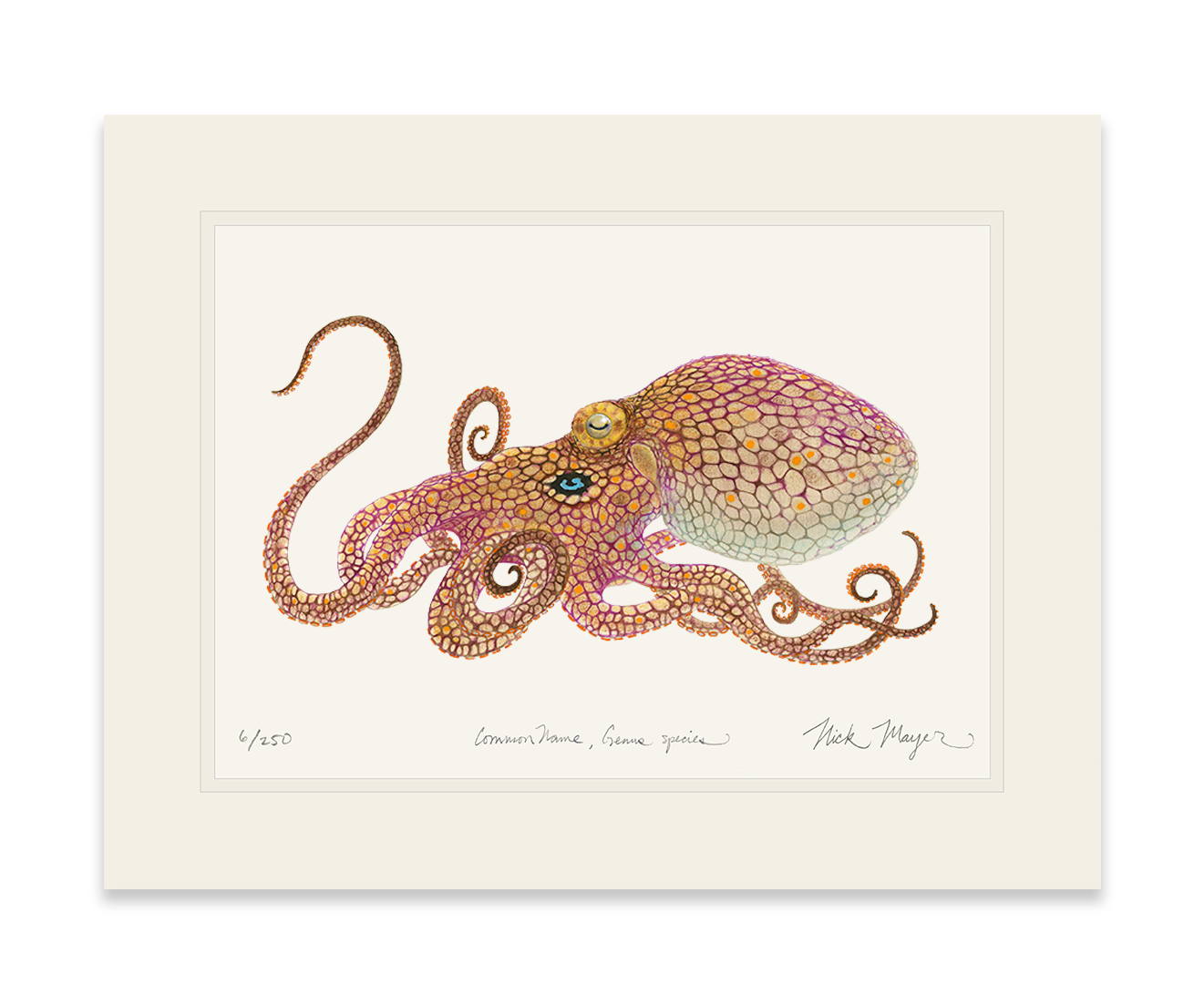 California Two Spot Octopus Limited Edition Print - Best Seller