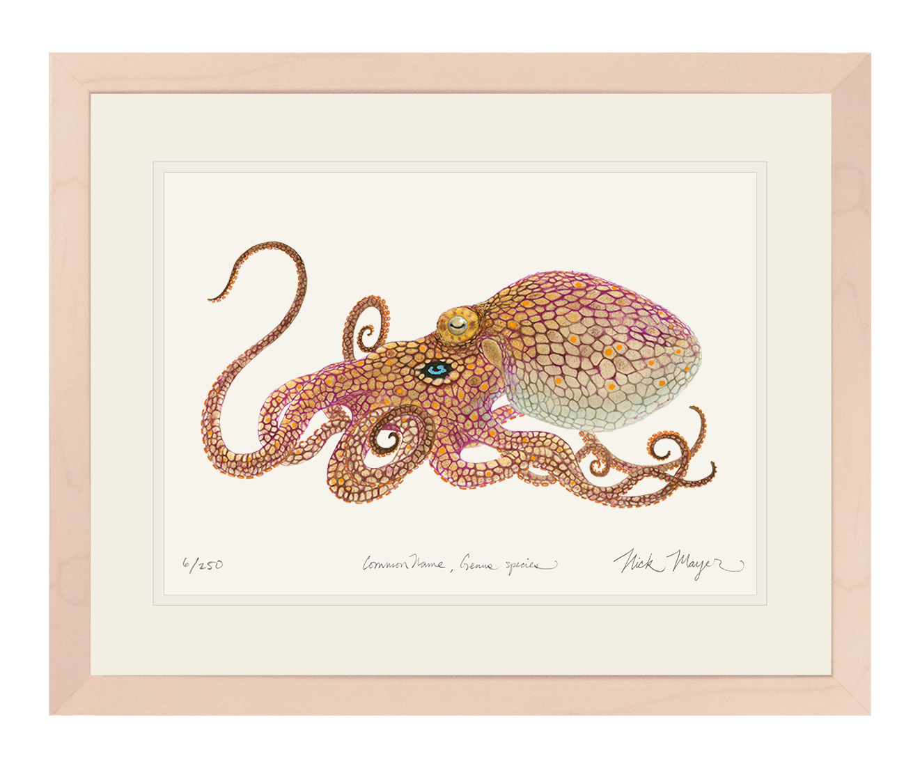 California Two Spot Octopus Limited Edition Print - Best Seller