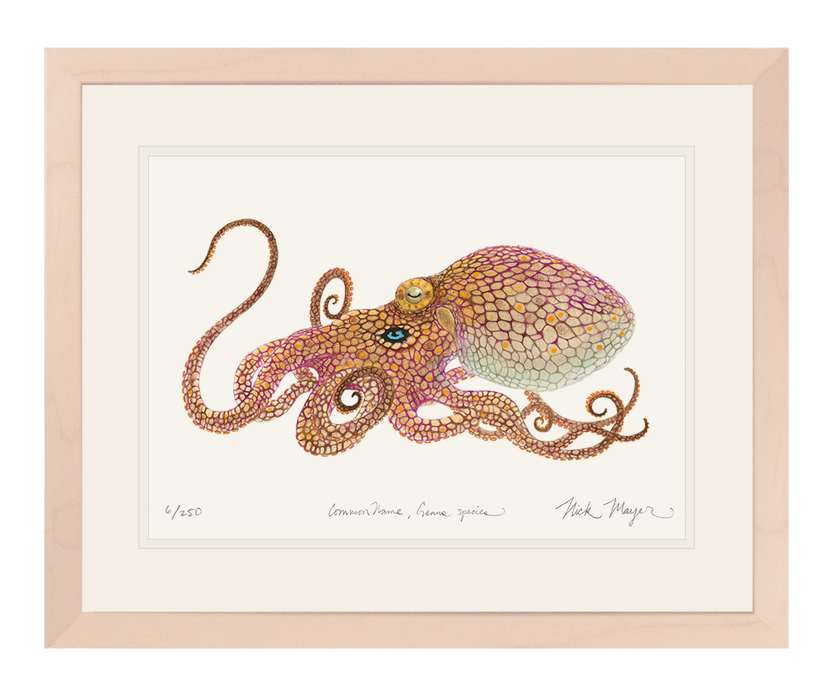 California Two Spot Octopus Print