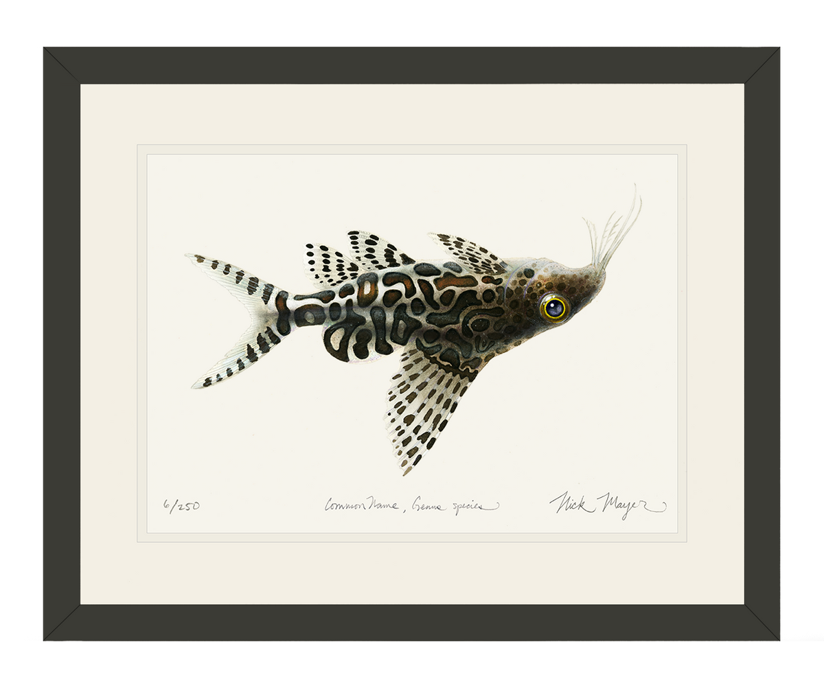 Upsidedown Catfish Print