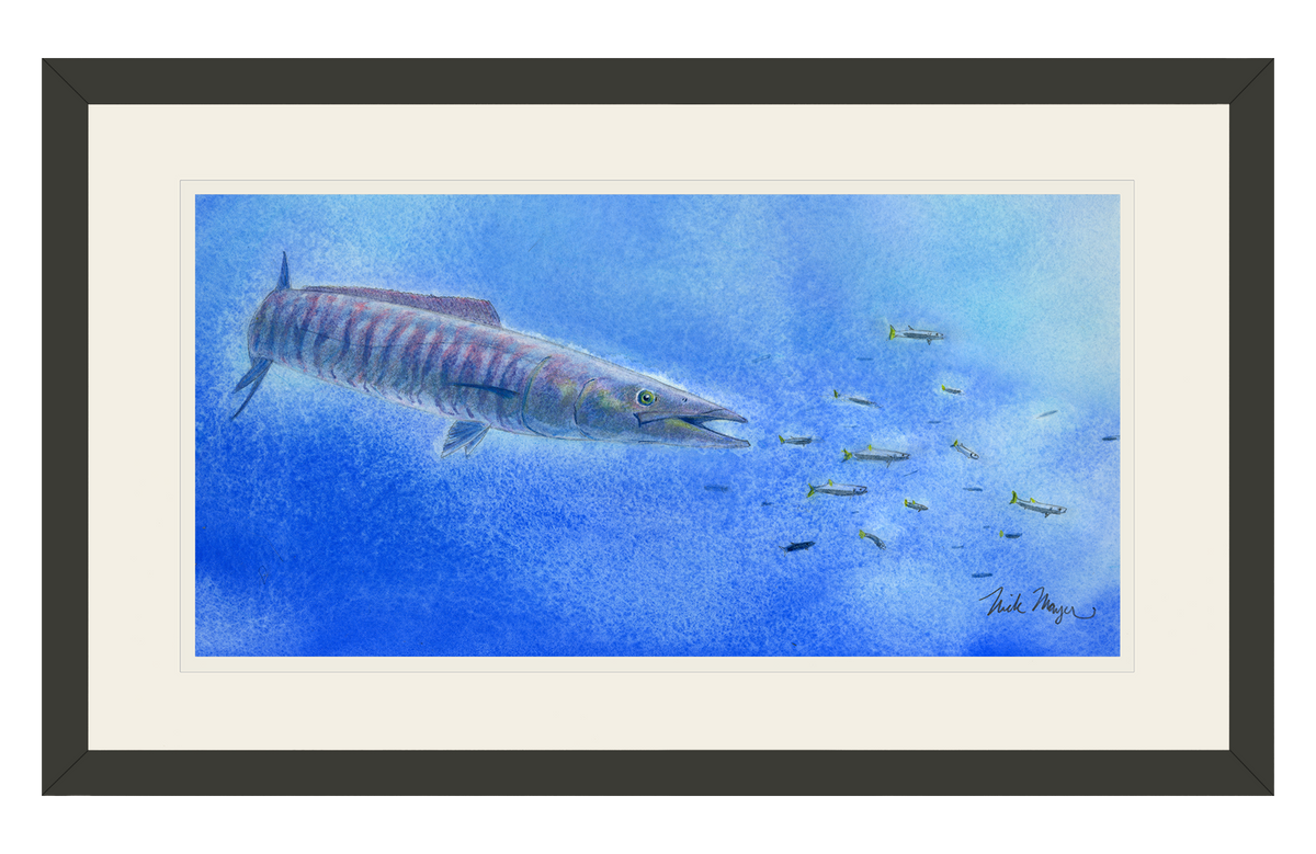 Wahoo Scene