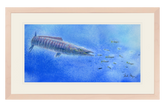 Wahoo Scene