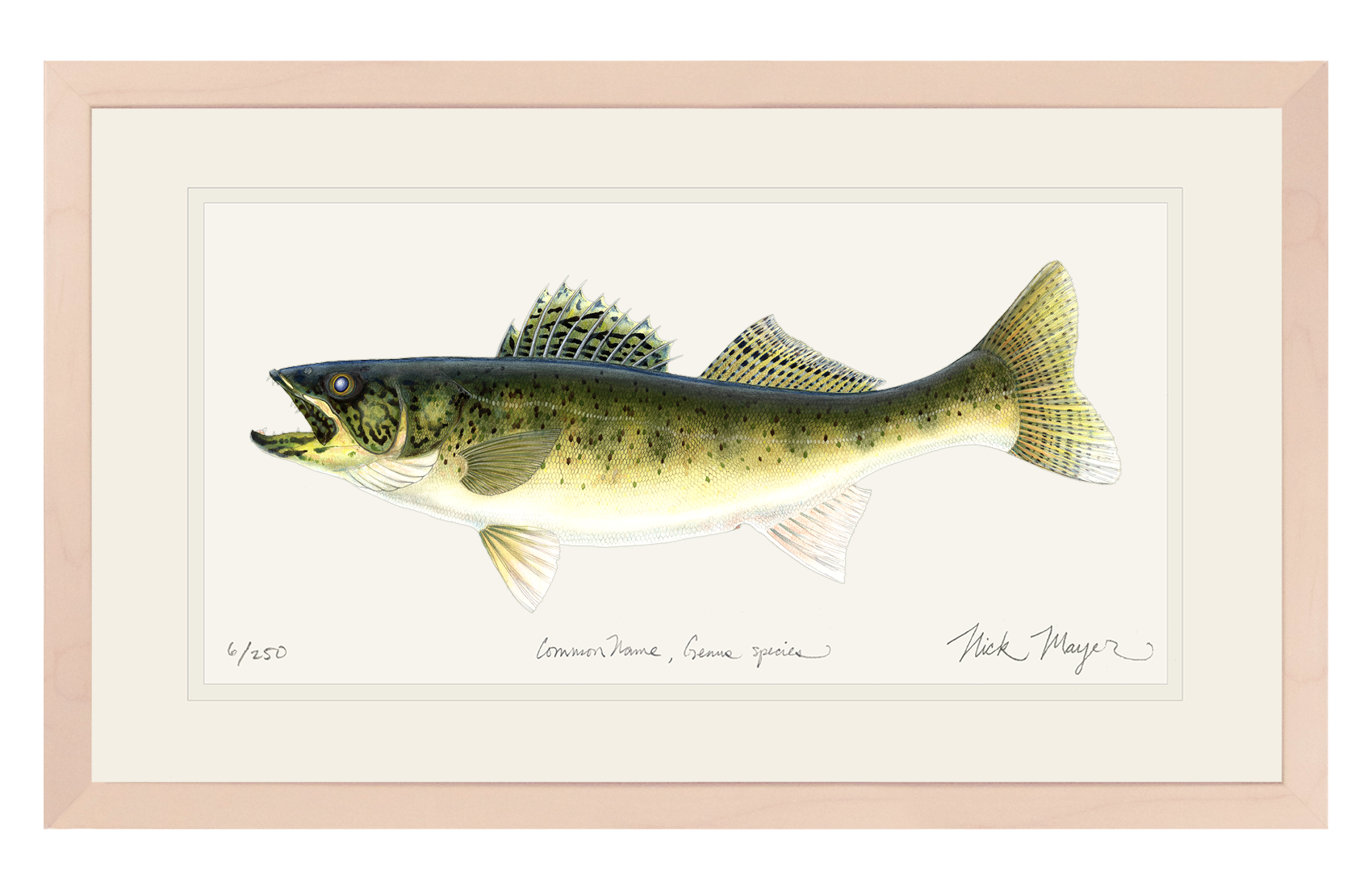 Walleye Limited Edition Print