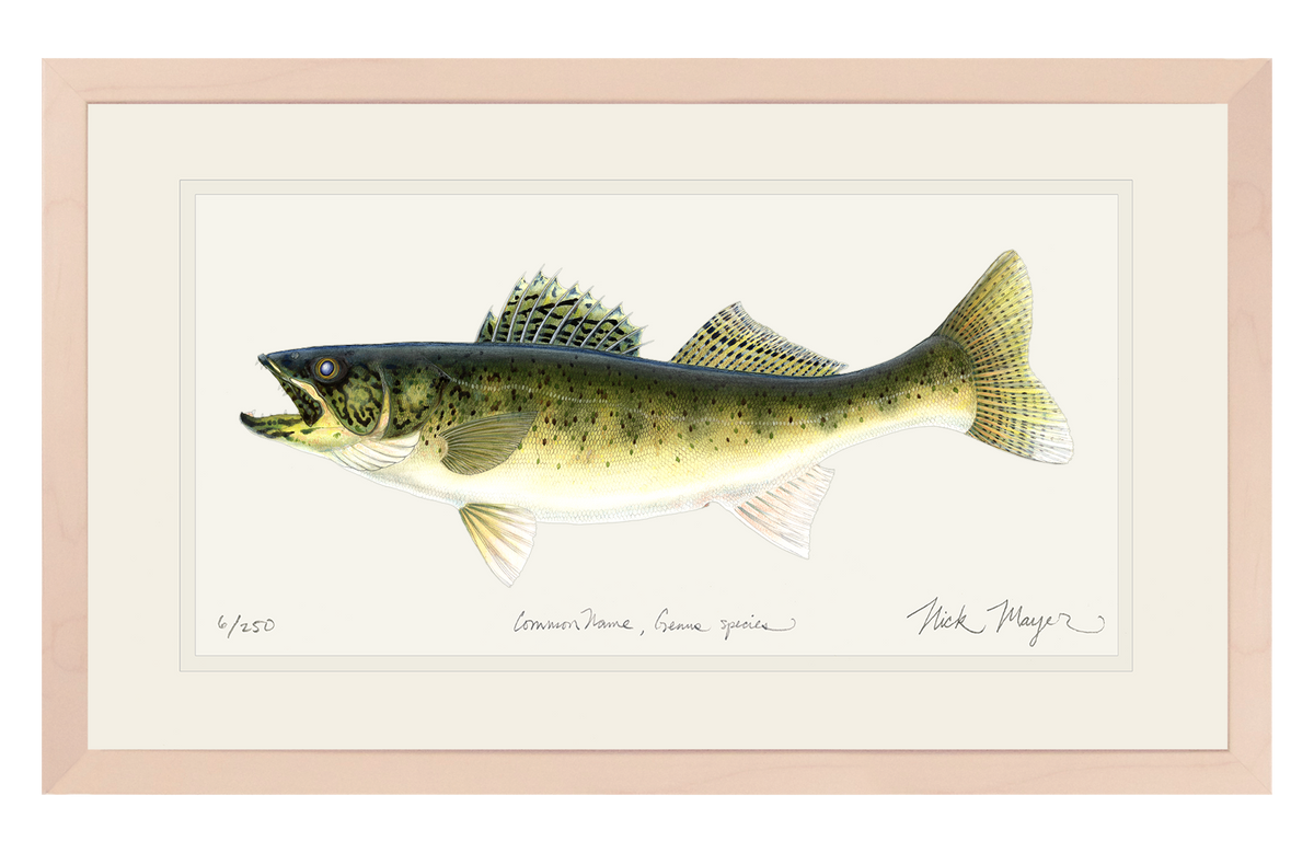 Walleye Print