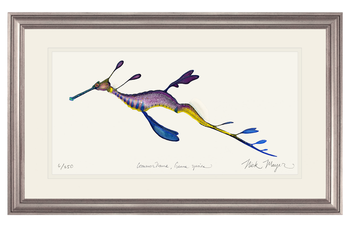 Weedy Seadragon Print