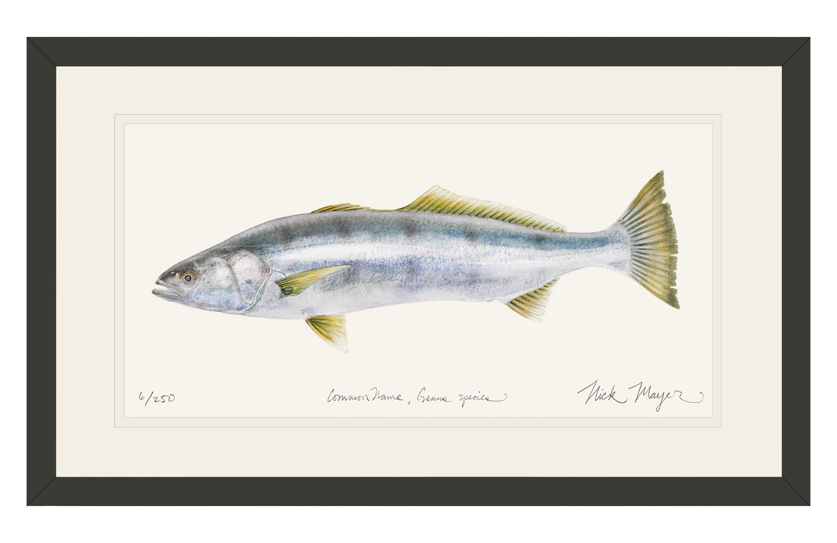 White Sea Bass Print