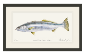 White Sea Bass Print