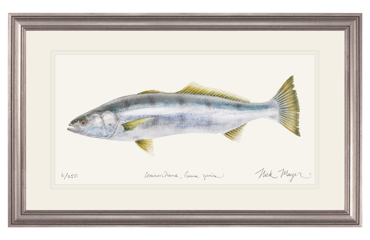 White Sea Bass Print