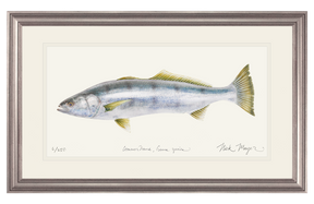 White Sea Bass Print