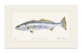 White Sea Bass Print