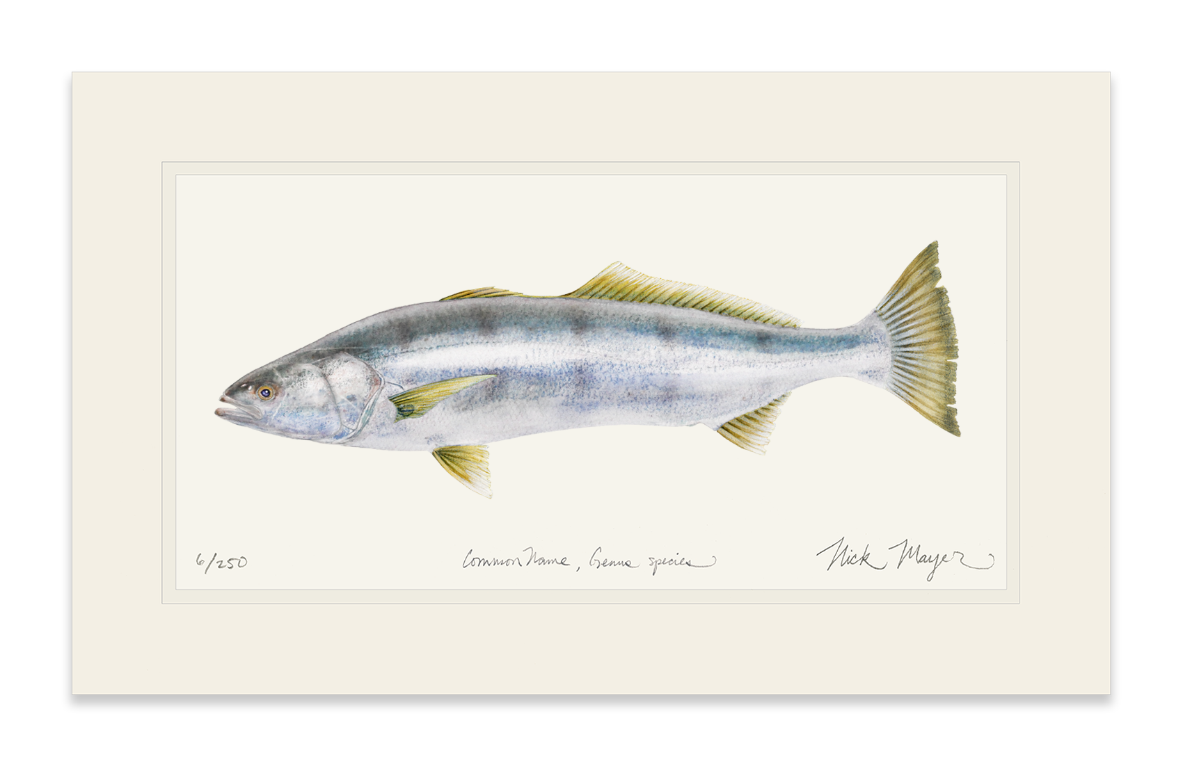 White Sea Bass Print