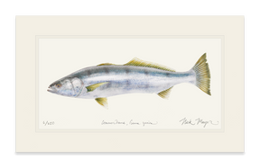 White Sea Bass Print