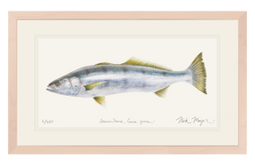 White Sea Bass Print