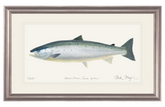 Wild Atlantic Salmon Original Watercolor Painting