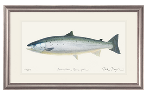 Wild Atlantic Salmon Original Watercolor Painting