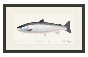 Wild Atlantic Salmon Print