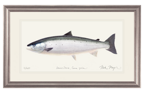 Wild Atlantic Salmon Print