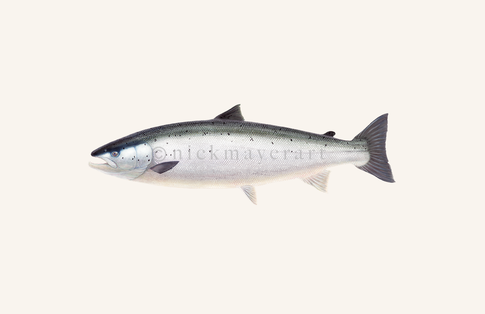 watermark