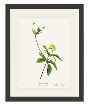Wild Strawberry Print