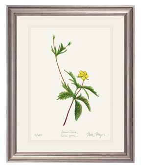 Wild Strawberry Print