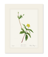 Wild Strawberry Print