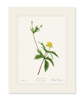 Wild Strawberry Print