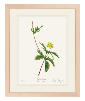 Wild Strawberry Print