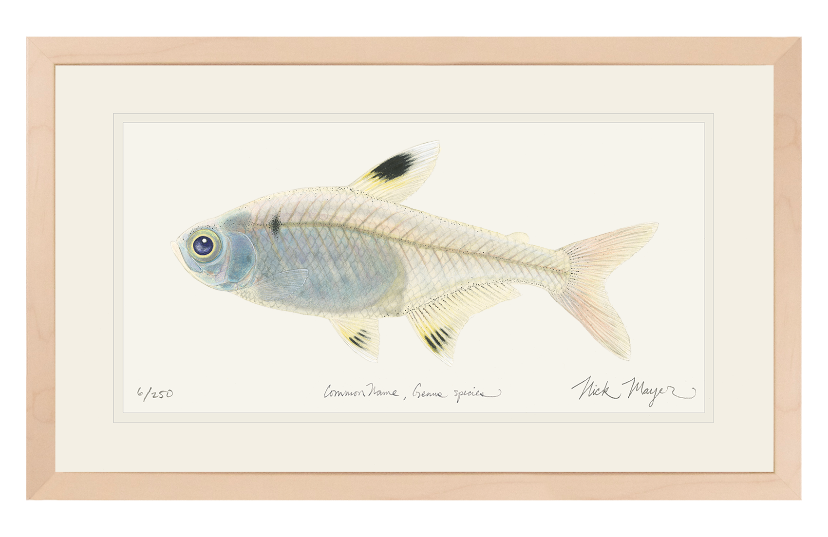 X-ray Fish Original Watercolor Painting