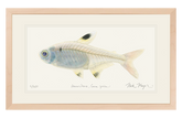 X-ray Fish Original Watercolor Painting