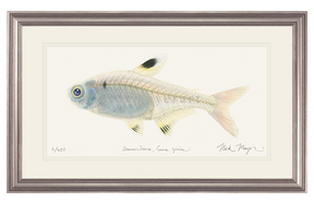 X-ray Fish Print