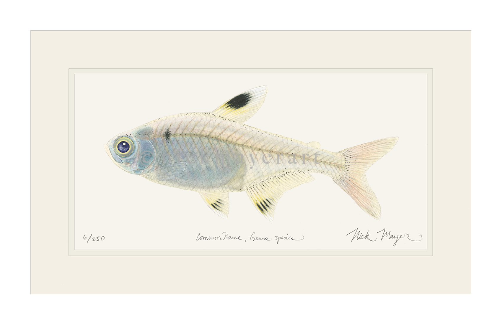 X-ray Fish Print - Transparent Fish from Fish ABCs