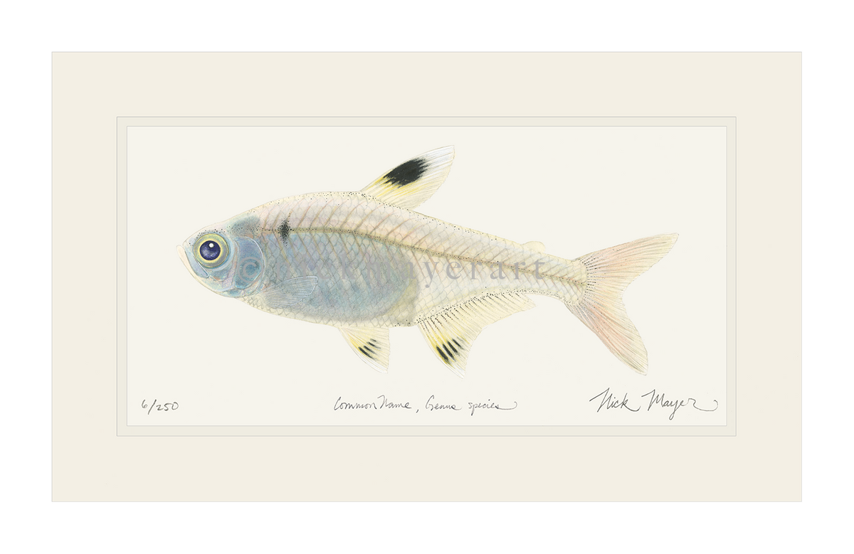 X-ray Fish Print