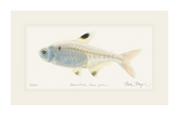 X-ray Fish Print