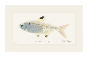 X-ray Fish Print