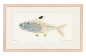 X-ray Fish Print