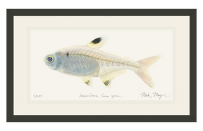 X-ray Fish Print