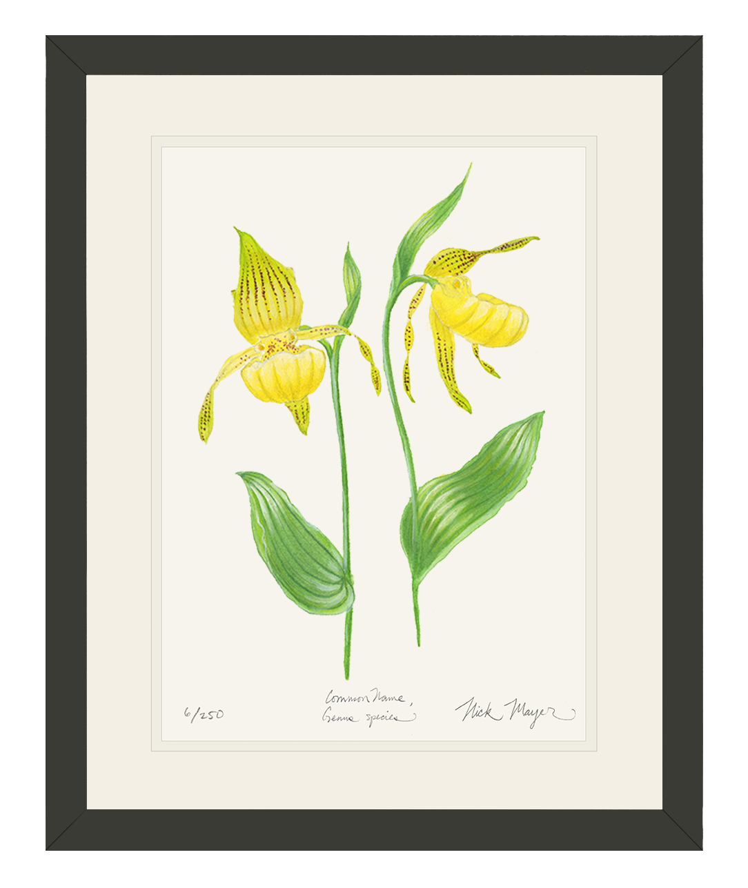 Yellow Lady's Slipper Wildflower Print