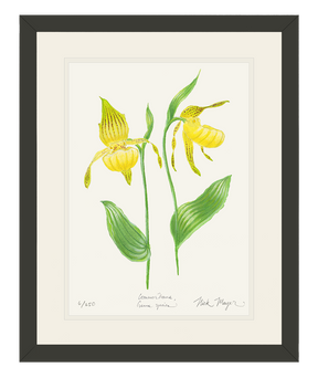 Yellow Lady's Slipper Wildflower Print