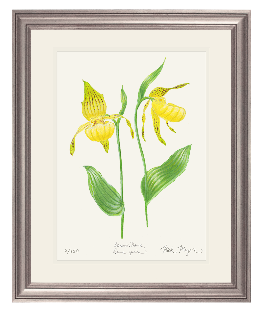 Yellow Lady's Slipper Wildflower Print