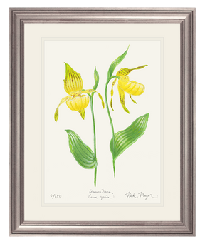 Yellow Lady's Slipper Wildflower Print