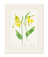 Yellow Lady's Slipper Wildflower Print
