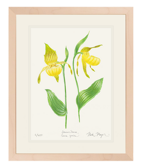 Yellow Lady's Slipper Wildflower Print