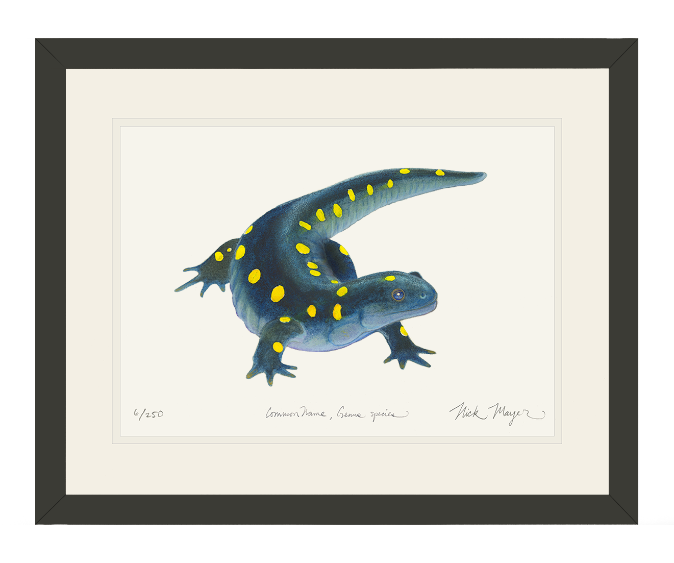Yellow Spotted Salamander Limited Edition Print