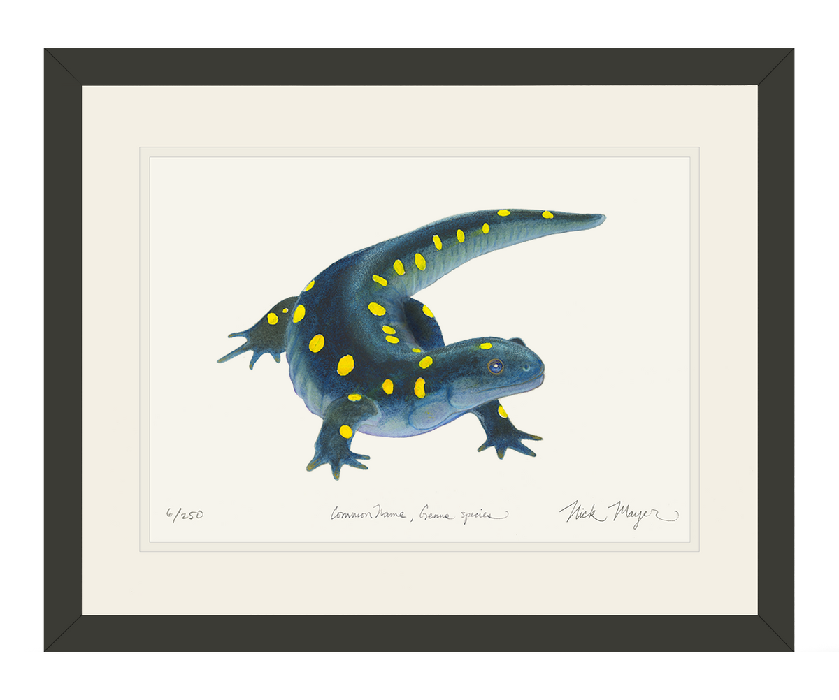 Yellow Spotted Salamander Print
