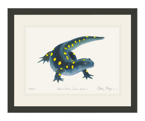 Yellow Spotted Salamander Print