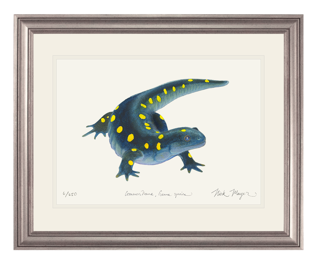 Yellow Spotted Salamander Limited Edition Print