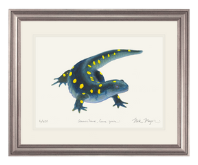 Yellow Spotted Salamander Print